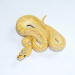 6777 1.0 SUPER PASTEL BUTTER ENCHI ORANGE DREAM/CALICO CLOWN