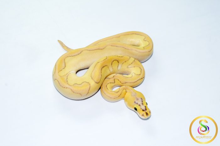 6777 1.0 SUPER PASTEL BUTTER ENCHI ORANGE DREAM/CALICO CLOWN - Image 2