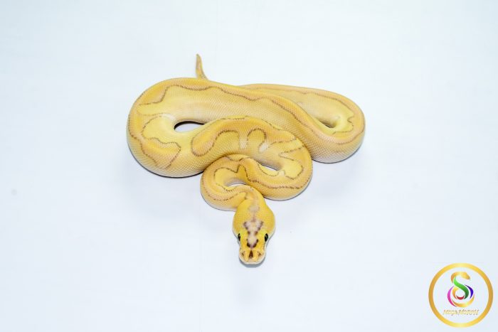 6777 1.0 SUPER PASTEL BUTTER ENCHI ORANGE DREAM/CALICO CLOWN - Image 3
