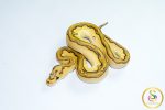 6778 1.0 ENCHI BUTTER PASTEL YELLOW BELLY ORANGE DREAM/CALICO CLOWN