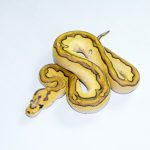 6778 1.0 ENCHI BUTTER PASTEL YELLOW BELLY ORANGE DREAM/CALICO CLOWN
