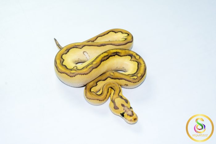 6778 1.0 ENCHI BUTTER PASTEL YELLOW BELLY ORANGE DREAM/CALICO CLOWN - Image 2