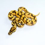 6779 0.1 ORANGE DREAM REDSTRIPE FIRE