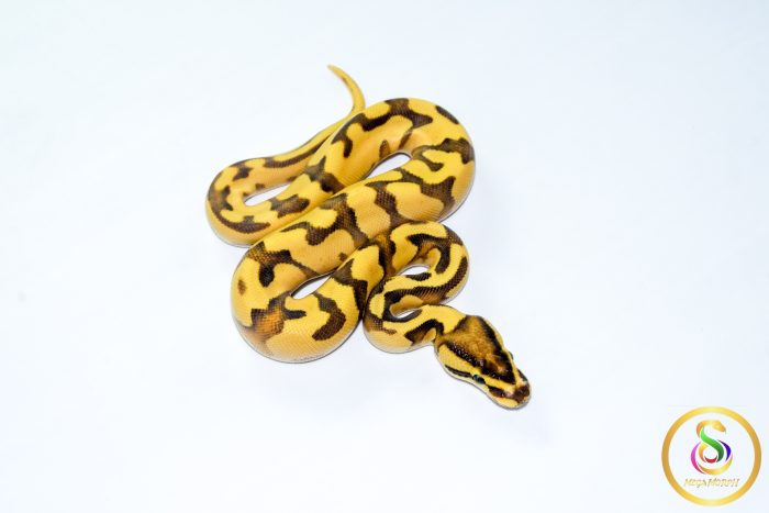 6779 0.1 ORANGE DREAM REDSTRIPE FIRE - Image 2