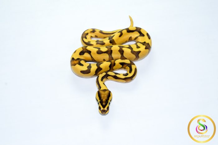 6779 0.1 ORANGE DREAM REDSTRIPE FIRE - Image 3