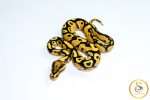 6780 0.1 ORANGE DREAM FIRE YELLOW BELLY