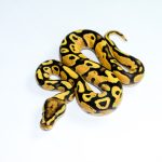 6780 0.1 ORANGE DREAM FIRE YELLOW BELLY