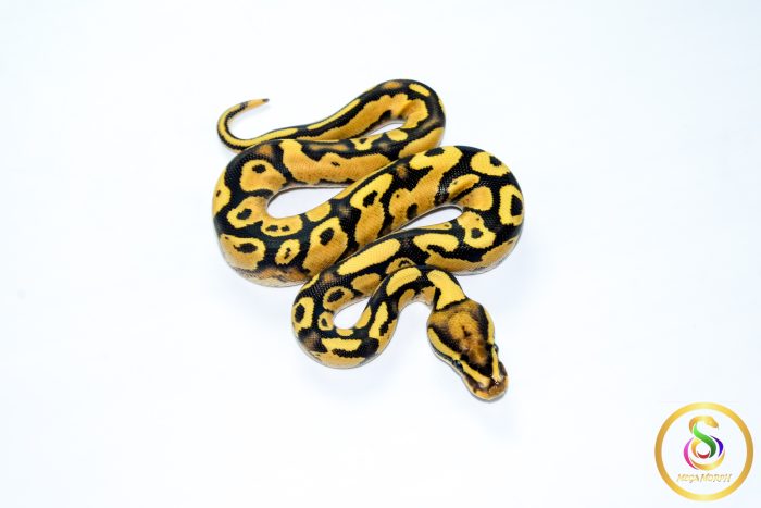 6780 0.1 ORANGE DREAM FIRE YELLOW BELLY - Image 2