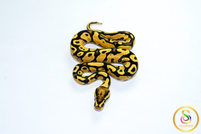 6780 0.1 ORANGE DREAM FIRE YELLOW BELLY - Image 3