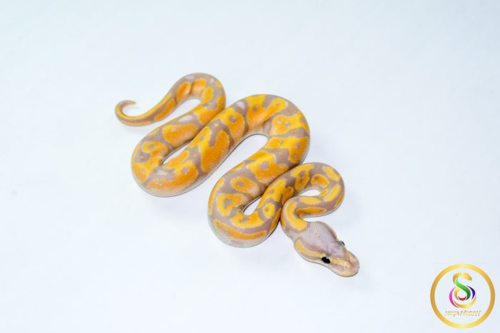 6781 1.0 BANANA ORANGE DREAM REDSTRIPE FIRE - Image 2