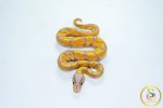6781 1.0 BANANA ORANGE DREAM REDSTRIPE FIRE - Image 3
