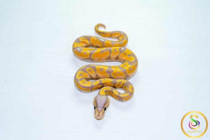 6781 1.0 BANANA ORANGE DREAM REDSTRIPE FIRE - Image 3