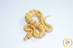 6782 1.0 BANANA ORANGE DREAM ENCHI SPOTNOSE PASTEL REDSTRIPE FIRE