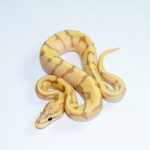 6782 1.0 BANANA ORANGE DREAM ENCHI SPOTNOSE PASTEL REDSTRIPE FIRE