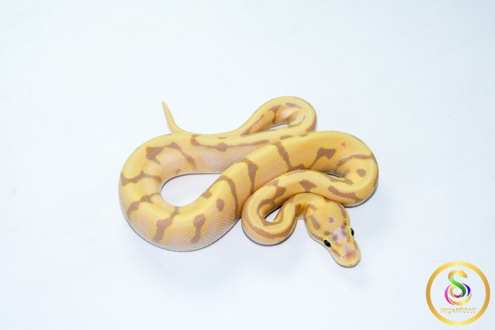 6782 1.0 BANANA ORANGE DREAM ENCHI SPOTNOSE PASTEL REDSTRIPE FIRE - Image 2