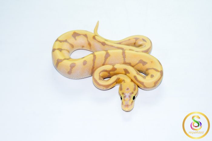 6782 1.0 BANANA ORANGE DREAM ENCHI SPOTNOSE PASTEL REDSTRIPE FIRE - Image 3