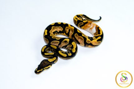 6783 0.1 CALICO HET CLOWN
