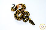 6783 0.1 CALICO HET CLOWN - Image 2