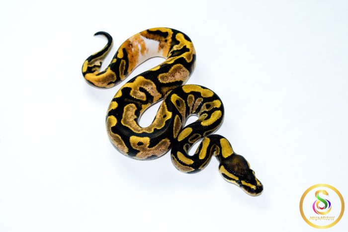 6783 0.1 CALICO HET CLOWN - Image 2