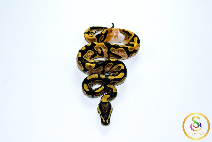 6783 0.1 CALICO HET CLOWN - Image 3