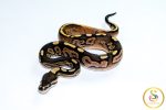 6784 0.1 CINNAMON CALICO HET CLOWN