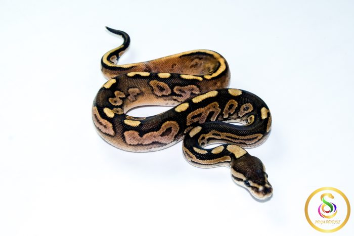 6784 0.1 CINNAMON CALICO HET CLOWN - Image 2