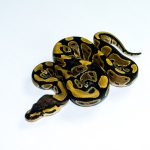 6785 0.1 NORMAL HET CLOWN