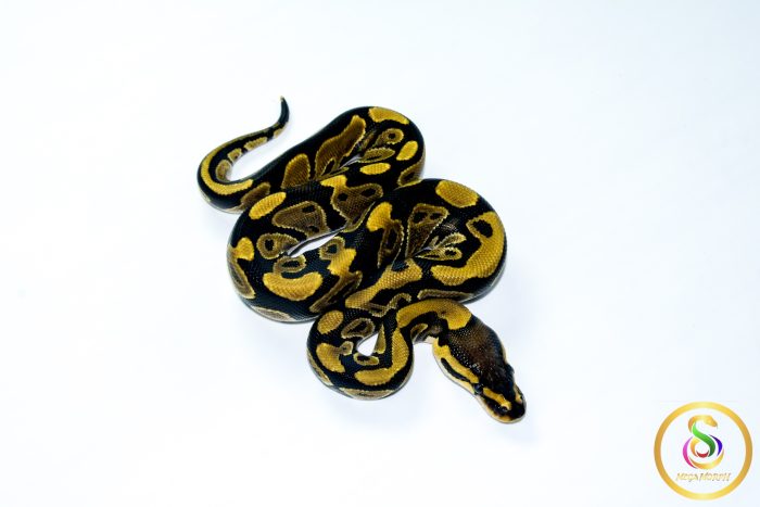 6785 0.1 NORMAL HET CLOWN - Image 2