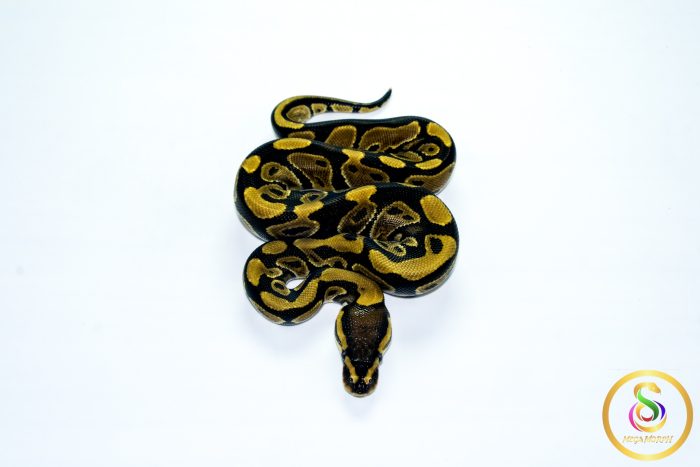 6785 0.1 NORMAL HET CLOWN - Image 3