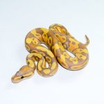 6786 1.0 BANANA HET CLOWN