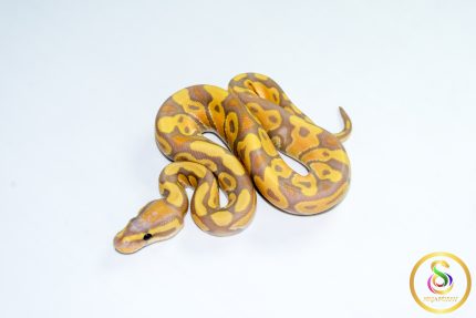 6786 1.0 BANANA HET CLOWN
