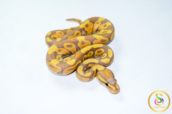 6786 1.0 BANANA HET CLOWN - Image 2