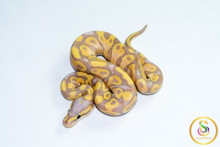6787 1.0 BANANA PASTEL CALICO HET CLOWN