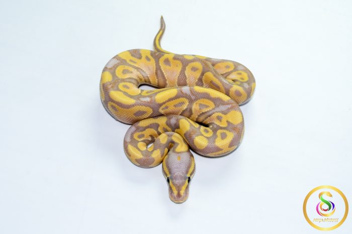 6787 1.0 BANANA PASTEL CALICO HET CLOWN - Image 3
