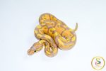 6788 1.0 BANANA HET CLOWN
