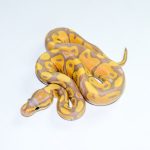 6788 1.0 BANANA HET CLOWN