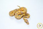 6788 1.0 BANANA HET CLOWN - Image 2
