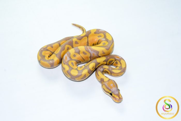 6788 1.0 BANANA HET CLOWN - Image 2