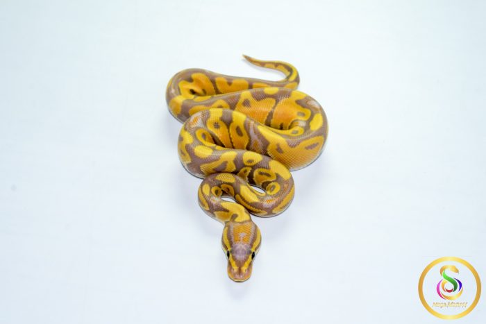 6788 1.0 BANANA HET CLOWN - Image 3