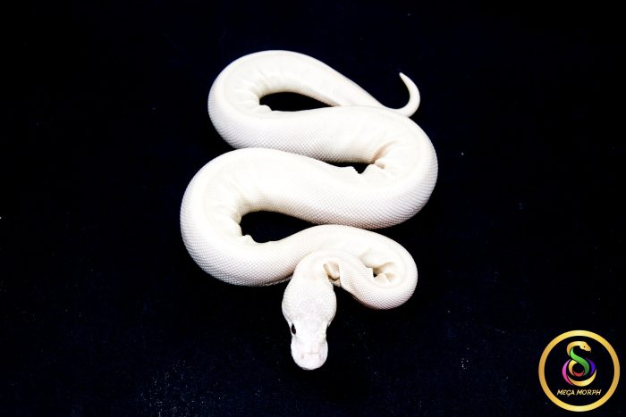 6790 0.1 BEL - Image 3