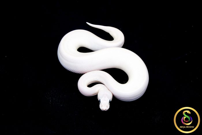 6791 0.1 BEL - Image 3