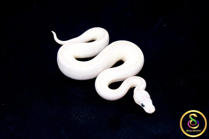 6792 0.1 BEL - Image 2