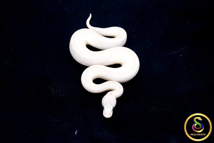 6792 0.1 BEL - Image 3