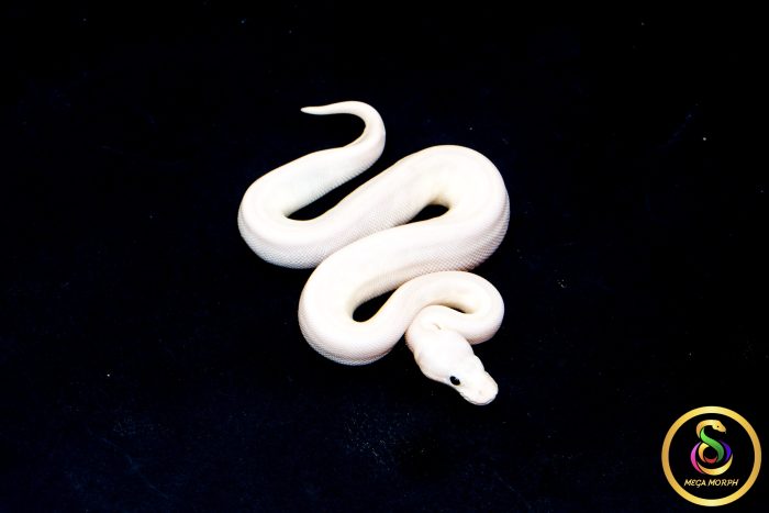 6793 0.1 BEL - Image 2