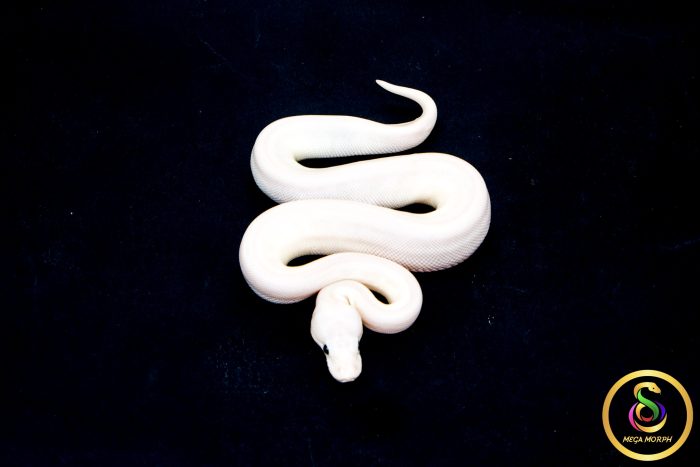 6793 0.1 BEL - Image 3