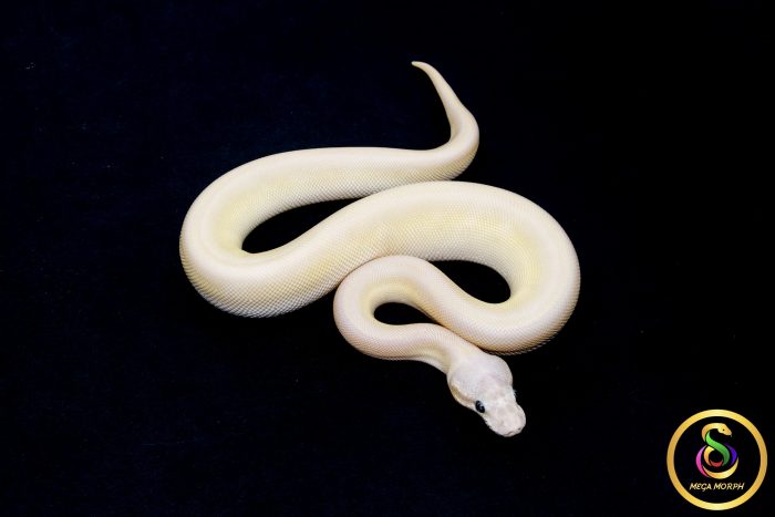 6794 0.1 BEL - Image 2