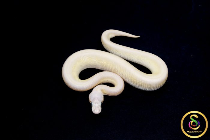 6794 0.1 BEL - Image 3