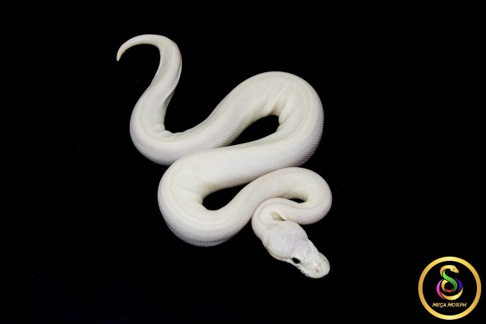 6795 0.1 BEL - Image 2