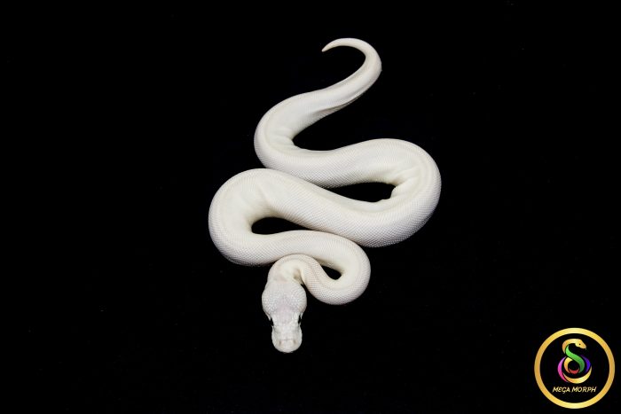 6795 0.1 BEL - Image 3