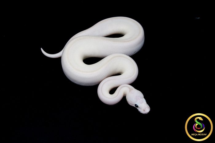 6796 0.1 BEL - Image 2